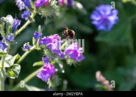 Bumble Buff coda che vola su fiori blu e rosa di Viper's Bugloss Echium vulgare Foto Stock