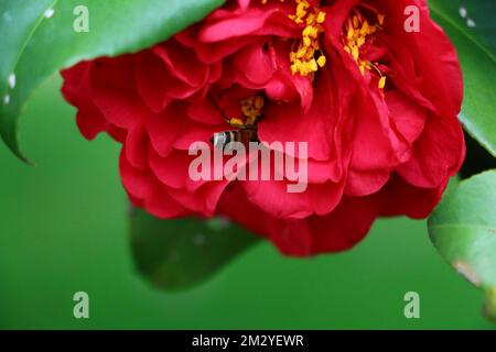 La vista ravvicinata di un'API andreniformis che si nasconde nei petali rossi di una camelia Foto Stock