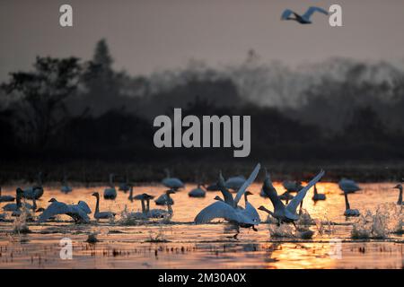 Yueyang. 13th Dec, 2022. Questa foto scattata il 13 dicembre 2022 mostra piccoli cigni alla zona umida del Lago Donggu nell'area amministrativa di Quyuan, la provincia di Hunan della Cina centrale. Gli uccelli migranti che svernano sono recentemente arrivati nella zona umida del lago Dongting. Credit: Notizie dal vivo su Chen Zhenhai/Xinhua/Alamy Foto Stock