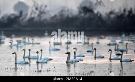 Yueyang. 13th Dec, 2022. Questa foto scattata il 13 dicembre 2022 mostra piccoli cigni alla zona umida del Lago Donggu nell'area amministrativa di Quyuan, la provincia di Hunan della Cina centrale. Gli uccelli migranti che svernano sono recentemente arrivati nella zona umida del lago Dongting. Credit: Notizie dal vivo su Chen Zhenhai/Xinhua/Alamy Foto Stock