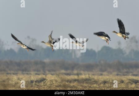 Yueyang. 13th Dec, 2022. Questa foto scattata il 13 dicembre 2022 mostra le oche dei fagioli nella zona umida del Lago Donggu nell'area amministrativa di Quyuan, nella provincia di Hunan della Cina centrale. Gli uccelli migranti che svernano sono recentemente arrivati nella zona umida del lago Dongting. Credit: Zhao Zhongzhi/Xinhua/Alamy Live News Foto Stock