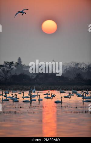 Yueyang. 13th Dec, 2022. Questa foto scattata il 13 dicembre 2022 mostra piccoli cigni alla zona umida del Lago Donggu nell'area amministrativa di Quyuan, la provincia di Hunan della Cina centrale. Gli uccelli migranti che svernano sono recentemente arrivati nella zona umida del lago Dongting. Credit: Notizie dal vivo su Chen Zhenhai/Xinhua/Alamy Foto Stock