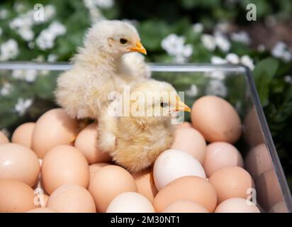 due pulcini covati sono seduti in una scatola con molte uova. Concentrati su un pollo. Allevamento di pollame. allevando polli. stagione primaverile, nuova vita. Foto Stock