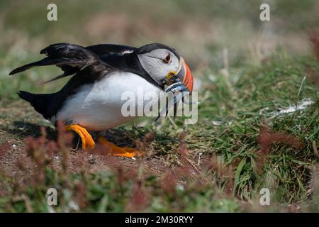 Puffin con anguille di sabbia che entrano nel burrow, lunga Foto Stock