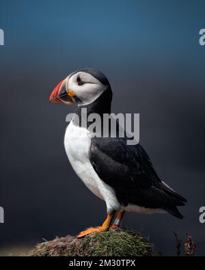 Puffin su tumulo erboso, lunga Foto Stock