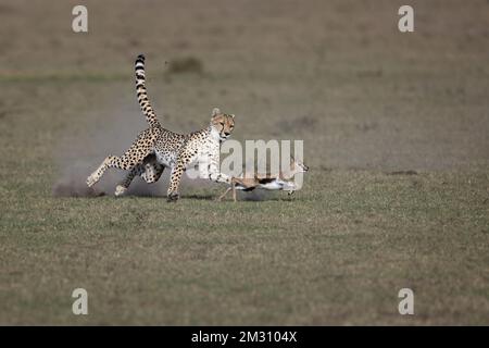 Un ghepardo insegue una giovane gazzella Thomson per i suoi cuccioli, Masai Mara, Olare Motorogi Conservancy, Kenya. Foto Stock