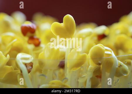 Incredibile a forma di cuore giapponese Rahh Sprout o Kaiware Daikon dopo il periodo di Blackout Foto Stock