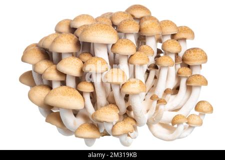 Gruppo di funghi Hon shimeji commestibili isolati su fondo bianco Foto Stock