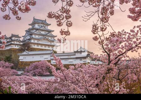 Himeji, Giappone presso il castello di Himeji durante la primavera la fioritura dei ciliegi stagione. Foto Stock