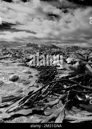 I superstiti del mare di massa muoiono - limbette e cozze circondate da alghe marine sulle rocce nella zona intertidale, guardando indietro al lungomare di Redcar. Foto Stock