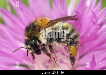 Primo piano naturale su un bumblebee carder bruno operaio femminile, Bombus pascuorum, su un fiore viola Foto Stock