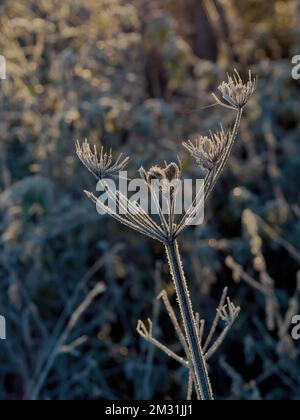 La struttura intricata di un fusto di pianta di carota selvatica e di un semipo, ricoperto di punte di rima e di gelo, su un fondo di sottobosco ammuffito e ghiacciato. Foto Stock