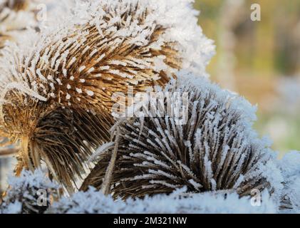 Gelo sulla testa dei Teasels Foto Stock