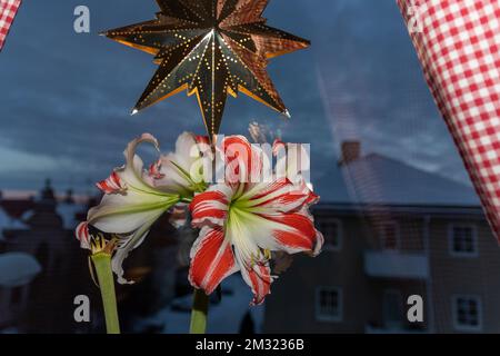 L'amaryllis appartiene alla stagione natalizia Foto Stock