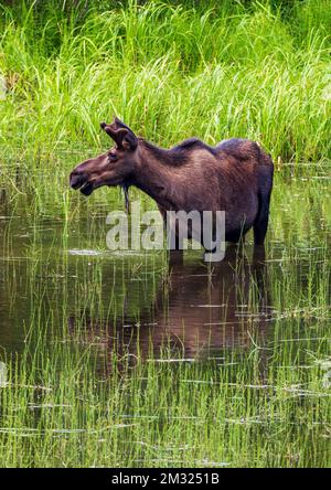 Young bull Moose (Alces alces) nutrirsi sulla vegetazione del lago; Dease Lake; lungo Stewart-Cassiar Highway; British Columbia; Canada Foto Stock