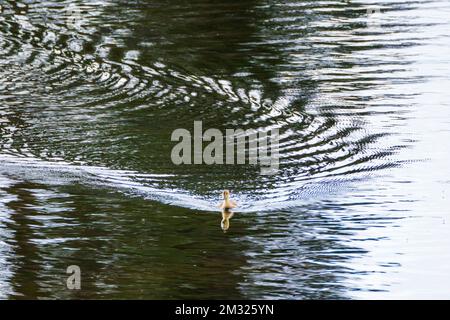 Anatroccolo dalle ali verdi; lago Dease; Stewart-Cassiar Highway; British Columbia; Canada Foto Stock