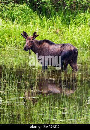 Young bull Moose (Alces alces) nutrirsi sulla vegetazione del lago; Dease Lake; lungo Stewart-Cassiar Highway; British Columbia; Canada Foto Stock