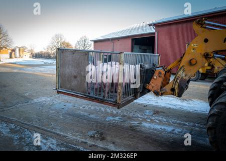 in un allevamento i giovani suini vengono trasportati in gabbia da una pala gommata Foto Stock