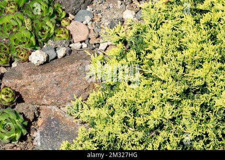 Juniperus horizontalis 'Golden Carpet', Juniperus 'Golden Carpet', Creeping Juniper Rockery giardino Foto Stock