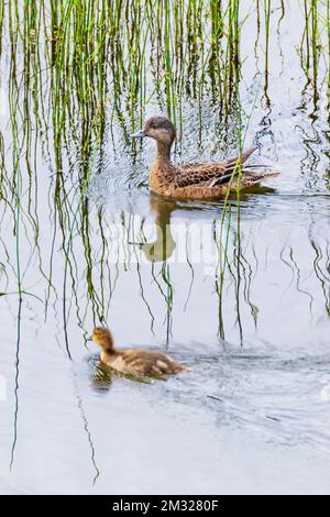 Femmina verde-alato-teal con anatra; Dease Lake; lungo Stewart-Cassiar Highway; British Columbia; Canada Foto Stock