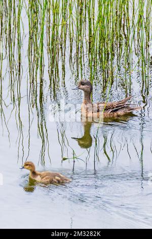 Femmina verde-alato-teal con anatra; Dease Lake; lungo Stewart-Cassiar Highway; British Columbia; Canada Foto Stock