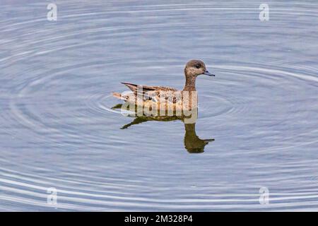 Verde-alare-teal; anatra; Dease Lake; lungo Stewart-Cassiar Highway; British Columbia; Canada Foto Stock