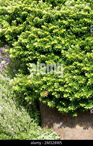 Abete coreano, Abies koreana 'CIS', Conifer, pianta in giardino Foto Stock