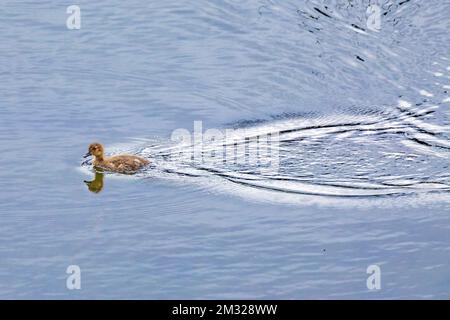 Anatroccolo dalle ali verdi; lago Dease; Stewart-Cassiar Highway; British Columbia; Canada Foto Stock