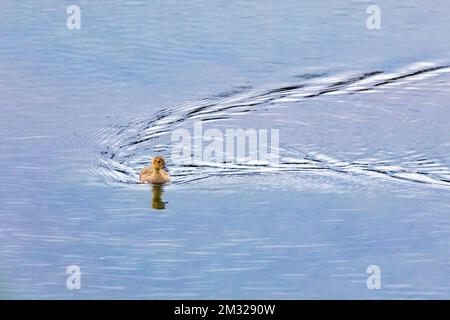 Anatroccolo dalle ali verdi; lago Dease; Stewart-Cassiar Highway; British Columbia; Canada Foto Stock