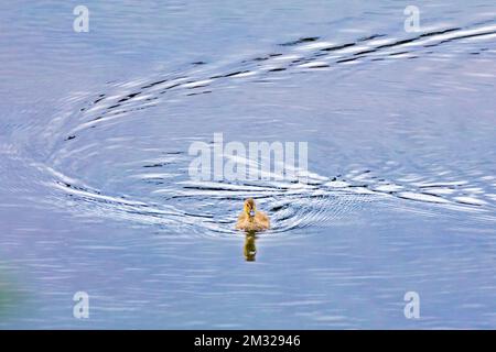 Anatroccolo dalle ali verdi; lago Dease; Stewart-Cassiar Highway; British Columbia; Canada Foto Stock