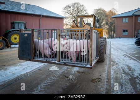 in un allevamento i giovani suini vengono trasportati in gabbia da una pala gommata Foto Stock