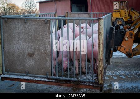 in un allevamento i giovani suini vengono trasportati in gabbia da una pala gommata Foto Stock