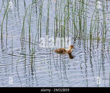 Anatroccolo dalle ali verdi; lago Dease; Stewart-Cassiar Highway; British Columbia; Canada Foto Stock