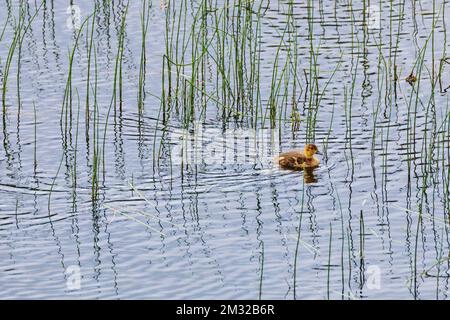 Anatroccolo dalle ali verdi; lago Dease; Stewart-Cassiar Highway; British Columbia; Canada Foto Stock