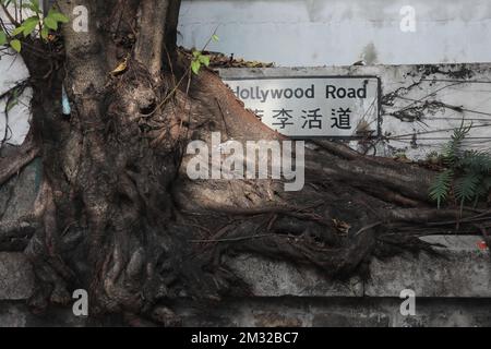 Un albero baniano cresce su un cartello stradale nel centro. 10DEC22 SCMP / Xiaomei Chen Foto Stock