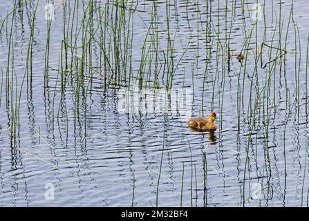 Anatroccolo dalle ali verdi; lago Dease; Stewart-Cassiar Highway; British Columbia; Canada Foto Stock