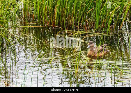 Verde-alare-teal; anatra; Dease Lake; lungo Stewart-Cassiar Highway; British Columbia; Canada Foto Stock