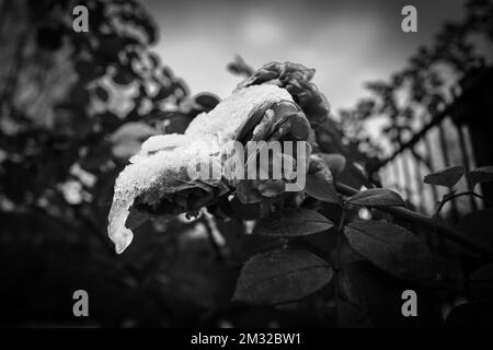 un fiore di rosa appassito è coperto di neve Foto Stock