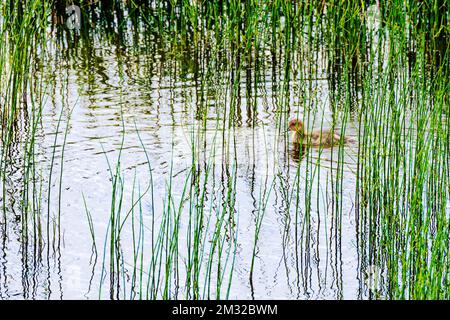 Anatroccolo dalle ali verdi; lago Dease; Stewart-Cassiar Highway; British Columbia; Canada Foto Stock