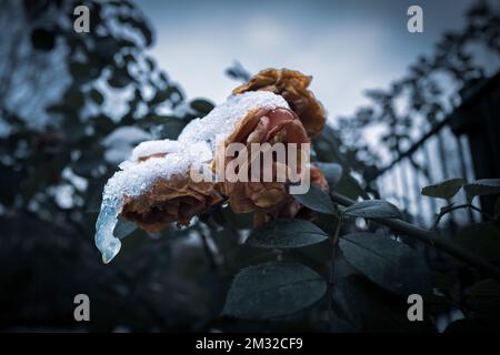 un fiore di rosa appassito è coperto di neve Foto Stock