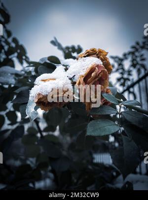 un fiore di rosa appassito è coperto di neve Foto Stock