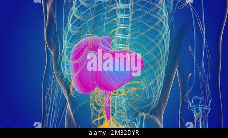 Anatomia del fegato per l'illustrazione del concetto medico 3D Foto Stock
