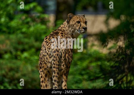 Muenster, Germania - 07 30 2022: Il ghepardo africano è il mammifero di terra digiunato sulla terra ed è mimetizzato bene dalla relativa pelliccia macchiata. Foto Stock