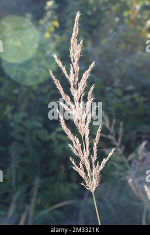 Fiori di erba ornamentale Pennisetum orientale Karley Rose nel giardino britannico ottobre Foto Stock