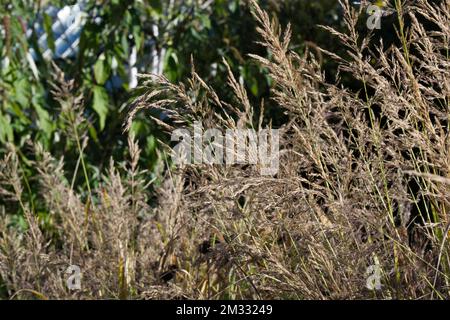 Fiori di erba ornamentale Pennisetum orientale Karley Rose nel giardino britannico ottobre Foto Stock