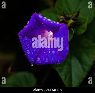 Primo piano di un Ipomoea indica, noto anche come Blue Morning Glory, coperto da gocce di pioggia Foto Stock