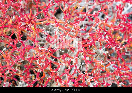 Primo piano della costa rossa Sea Pursline (Sesuvium edmonstonei) o alghe di tappeti Galapagos, isola di San Cristobal, parco nazionale delle Galapagos, Ecuador. Foto Stock