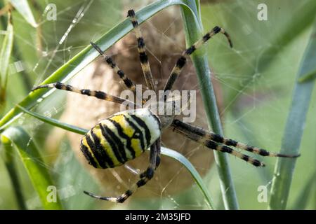 Illustrazione raffigura un ragno di vespa (Argiope bruennichi) in un giardino a Lierde, sabato 21 agosto 2021. FOTO DI BELGA NICOLAS MAETERLINCK Foto Stock