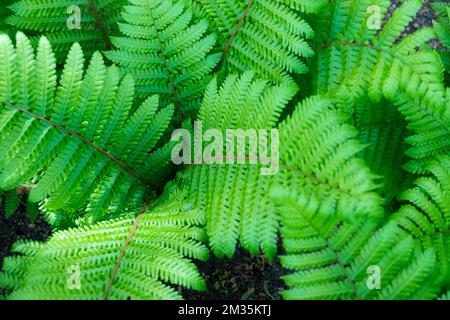 Legno a gambo spesso Fern, legno corona-Fern, Dryopteris crassirhizoma, Fante, Primavera, Foglie Foto Stock