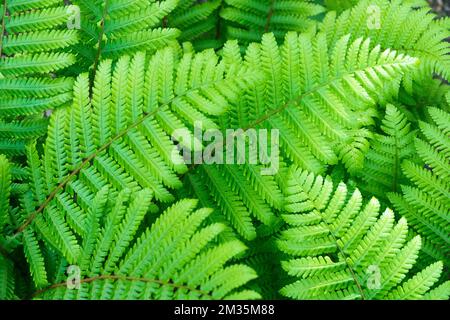 Legno a gambo spesso Fern, Dryopteris crassirhizoma Spring, fronde di Fern Foto Stock